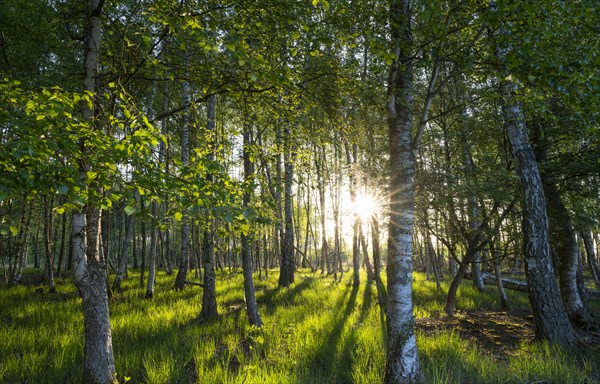 Bog birch