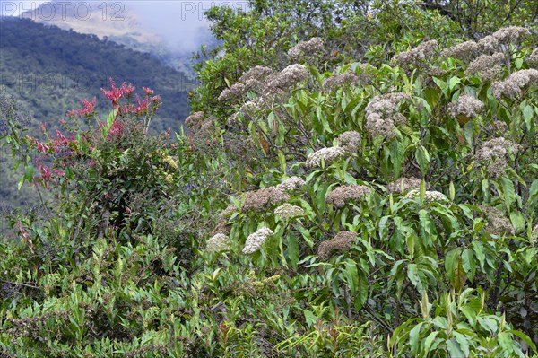 Vegetation in the Tropical Cloud Forest