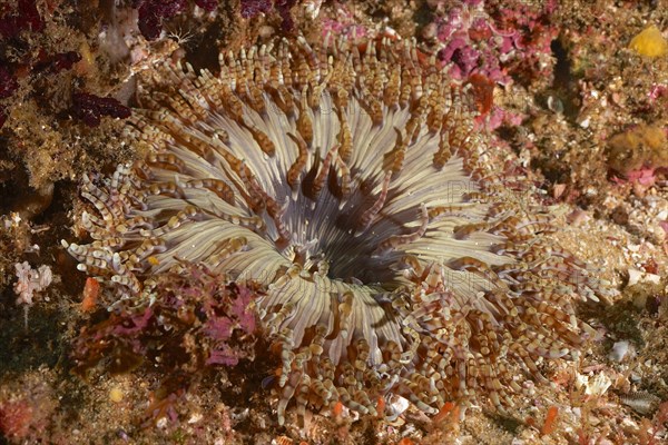 Beaded anemone