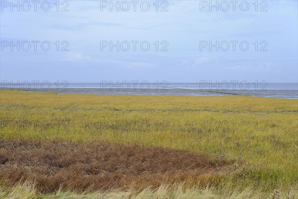 View over the salt marsh area at the eastern harbour of Norddeich