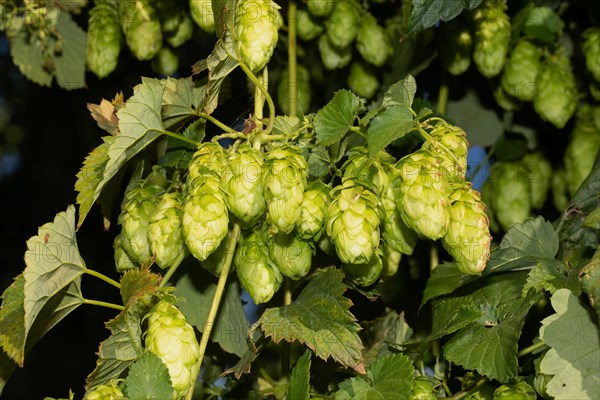 Hop panicle with green leaves and a few light green inflorescences