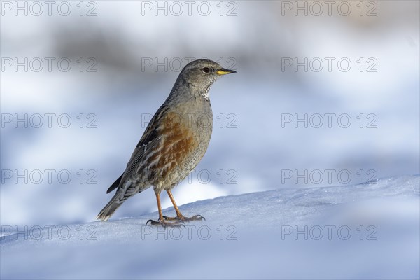 Alpine Accentor