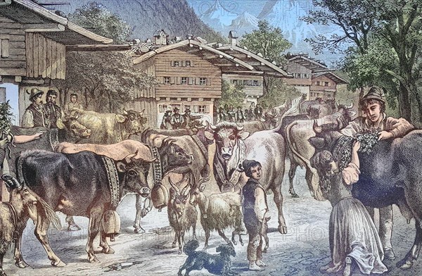 Driving up the cows to the Senner Alpe