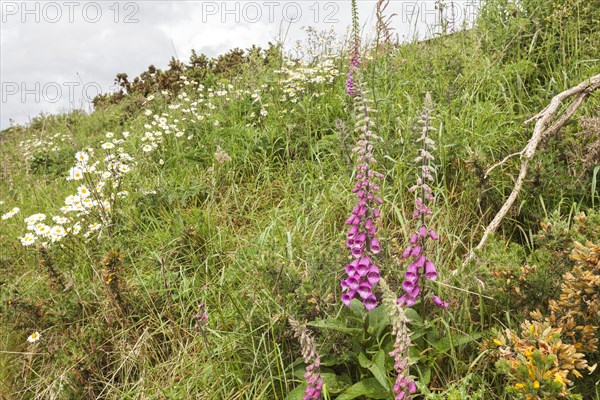 Lupins