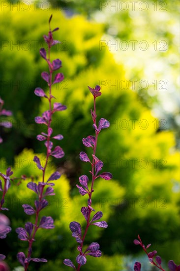 Young plant found on nature background