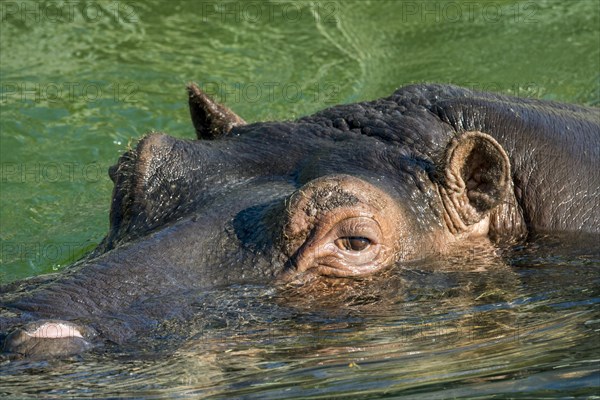 Submerged common hippopotamus