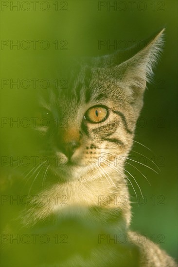 European domestic cat