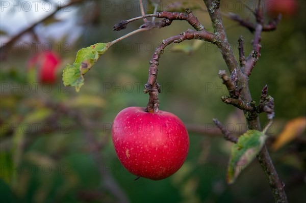 Ripe red apple