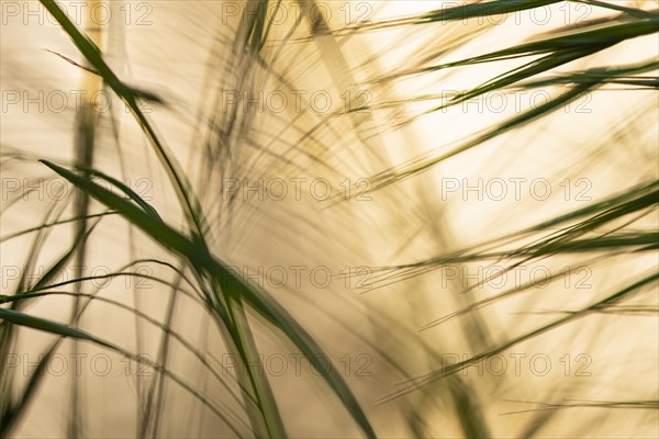 Reed in the evening light
