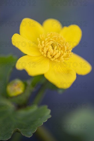 Marsh marigold