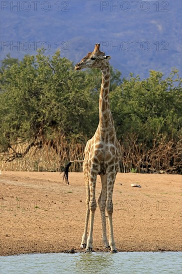 Southern giraffe