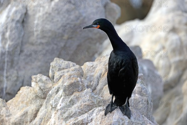 Cape Cormorant