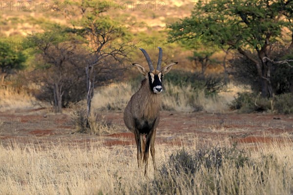 Roan antelope