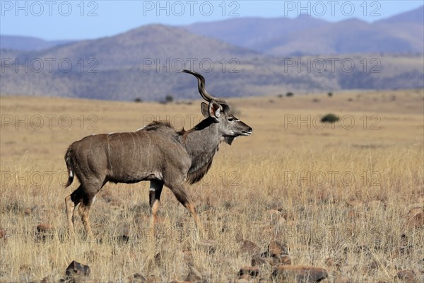 Zambezi greater kudu