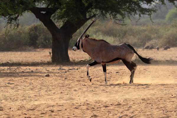 Gemsbok