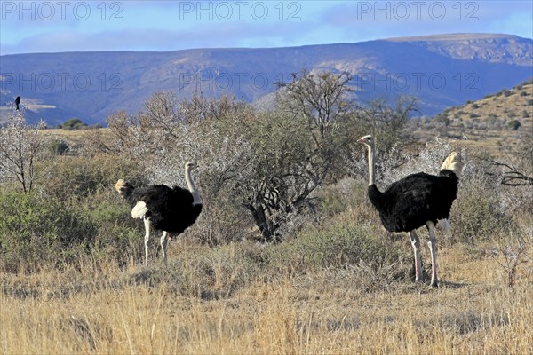 South African ostrich