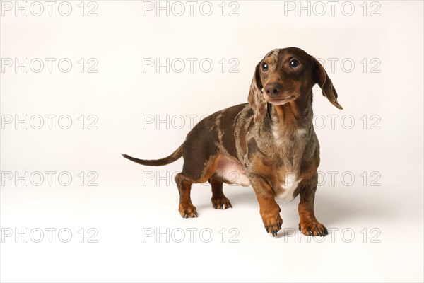 Miniature rabbit dachshund