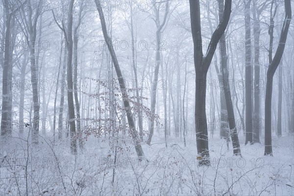 Snowy beech