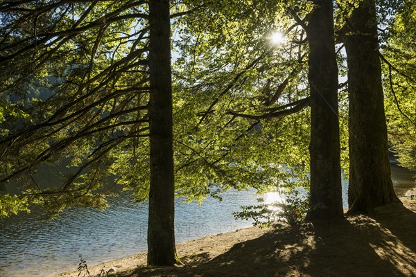 Mountain lake in summer