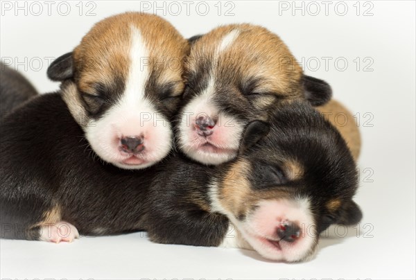 Ten days old puppies of the Welsh Corgi Pembroke