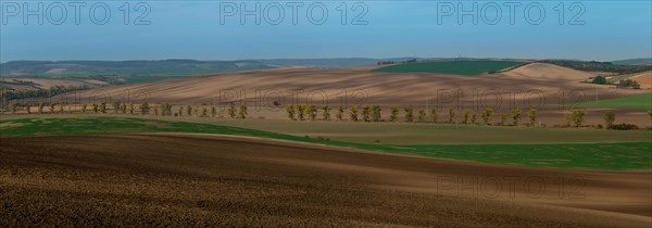 A very large panorama of beautifully undulating Moravian fields with an oak alley. Czech republic
