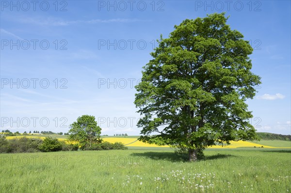 Sycamore maple