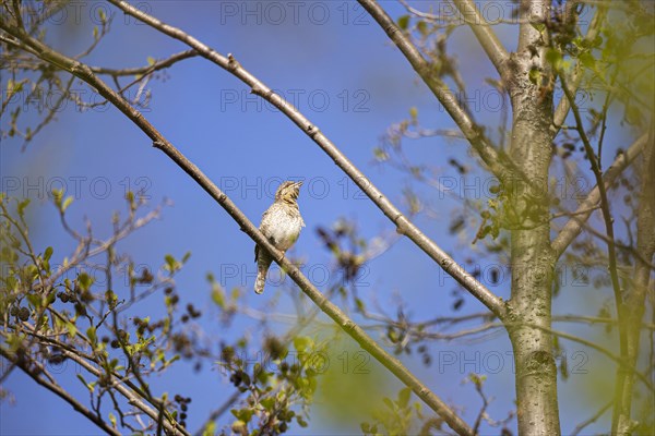 Eurasian wryneck