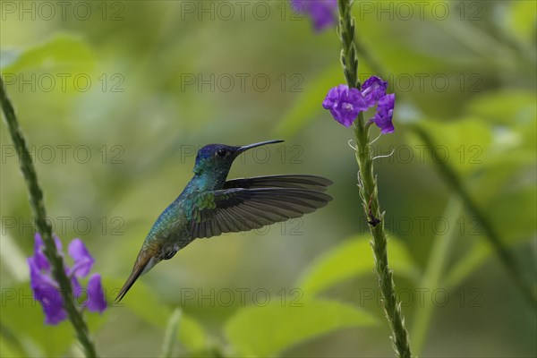 Golden-tailed Sapphire