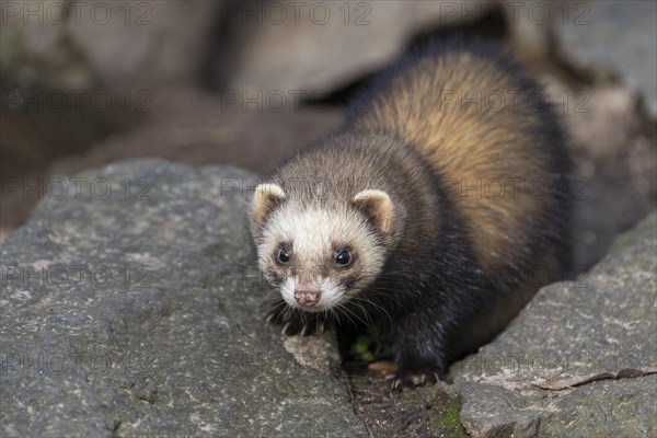 Ferret