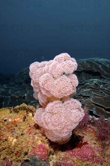 Thistle Tree Coral