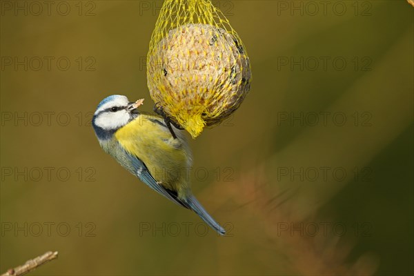 Blue tit