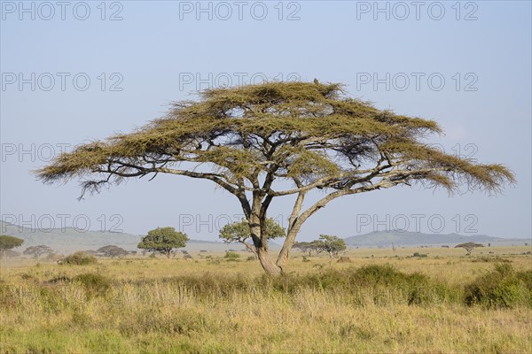 Umbrella thorn acacias