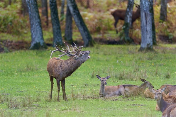 European red deer