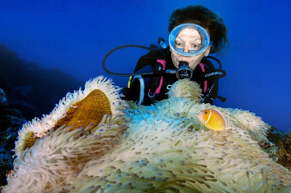 Diver Diver observes symbiotic behaviour of splendid anemone Synonym and pink skunk clownfish