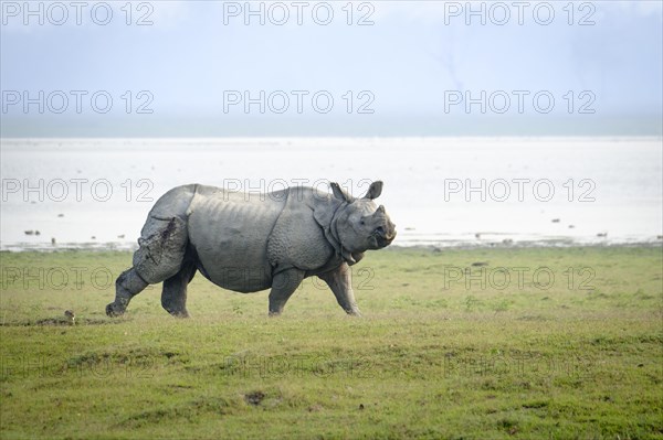 Indian Rhino