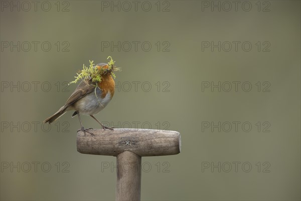 European robin