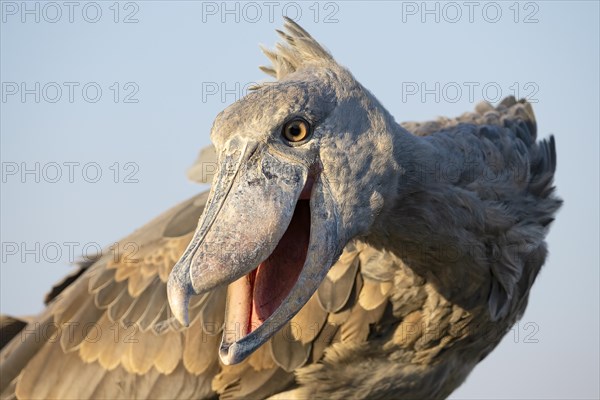 Shoebill