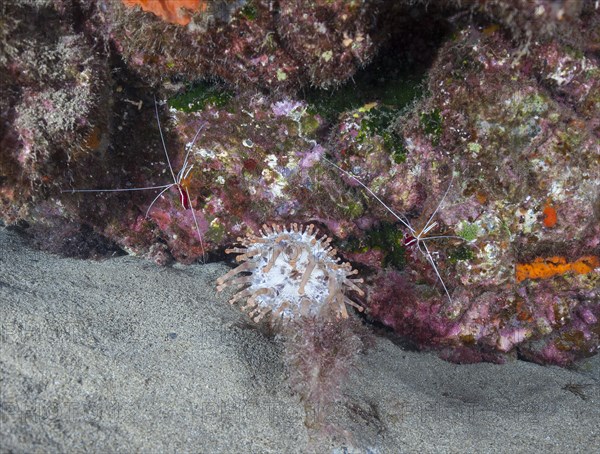 Club-tipped anemone