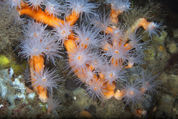 Orange tree coral