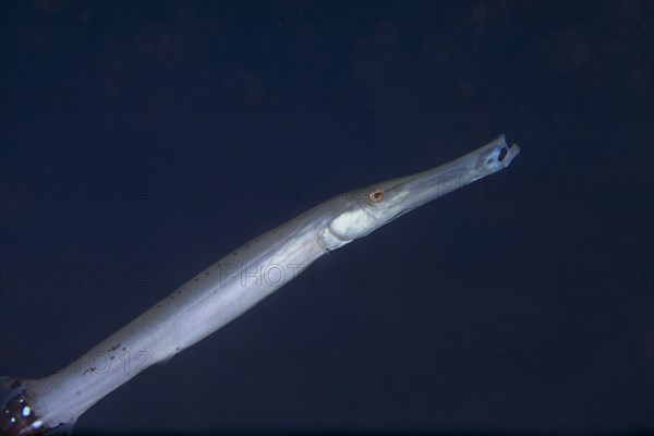 Atlantic cornetfish