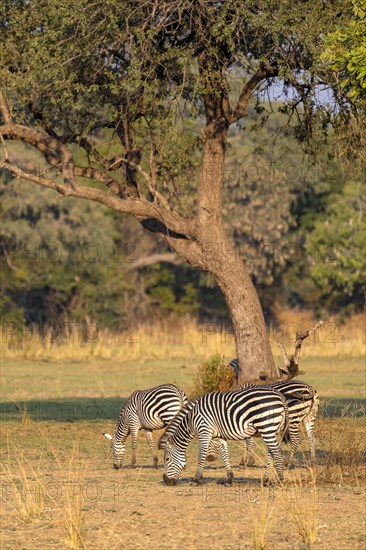 Plains Zebra of the subspecies crawshay's zebra