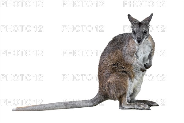 Parma wallaby