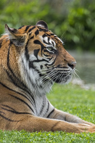 Sumatran tiger