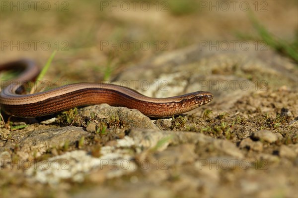 Slow worm