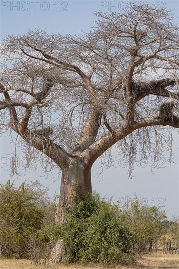 Baobab tree