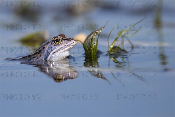 Blue moor frog