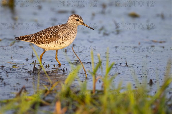 Wood Sandpiper