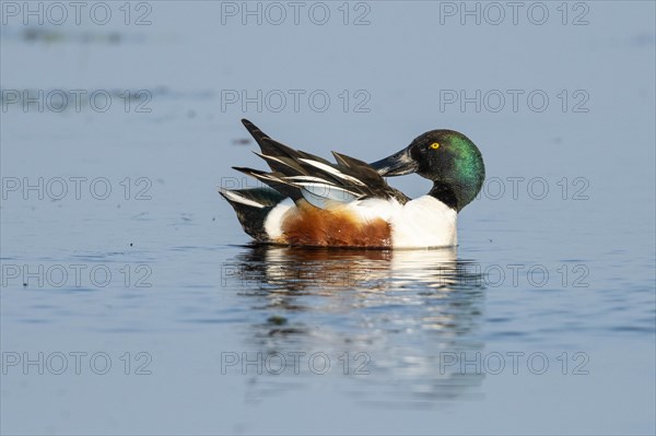 Northern shoveler