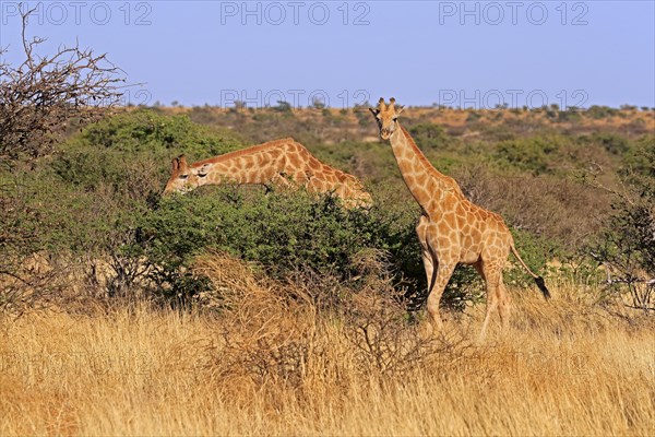 Southern giraffe