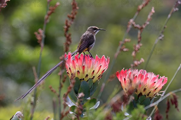 Cape sugarbird